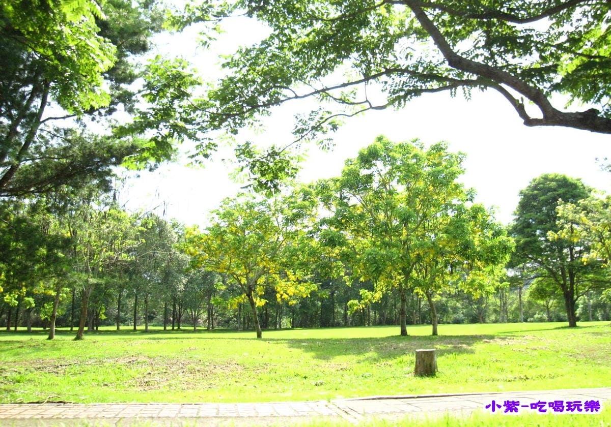 阿勃勒.jpg