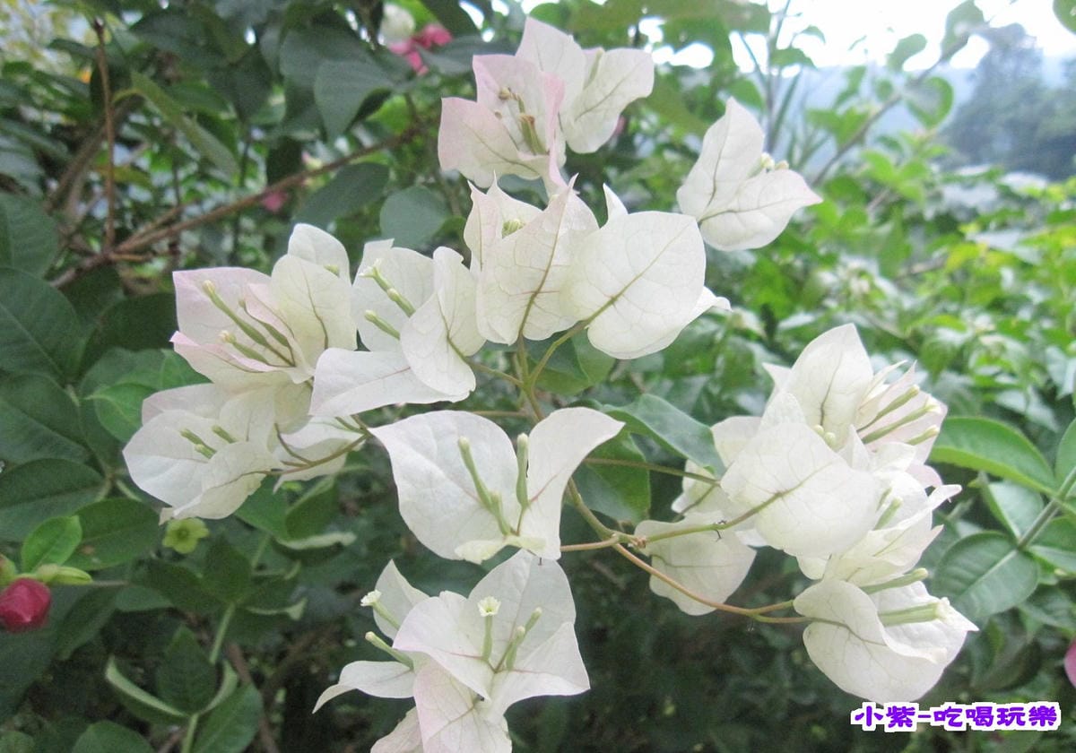 紫色的家露營區 (19).jpg 紫色的家露營區 (19).jpg