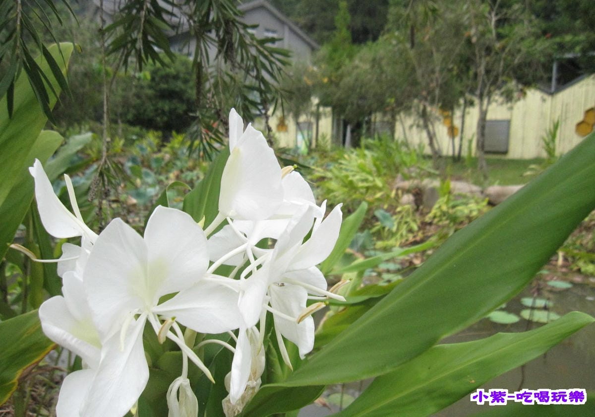 野薑花.jpg 野薑花.jpg