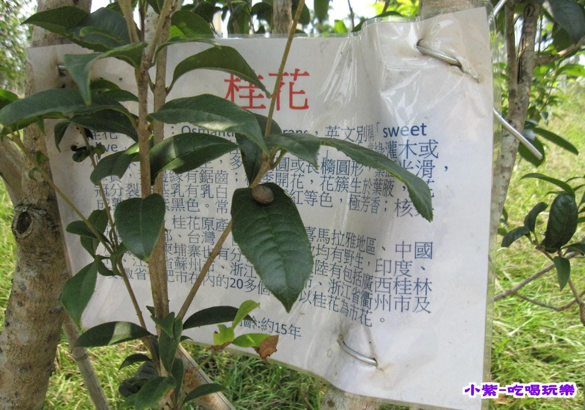 桂花.jpg
