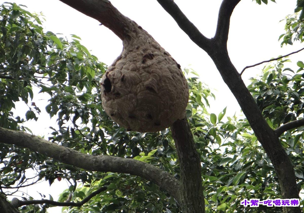 虎頭蜂窩 (1).jpg