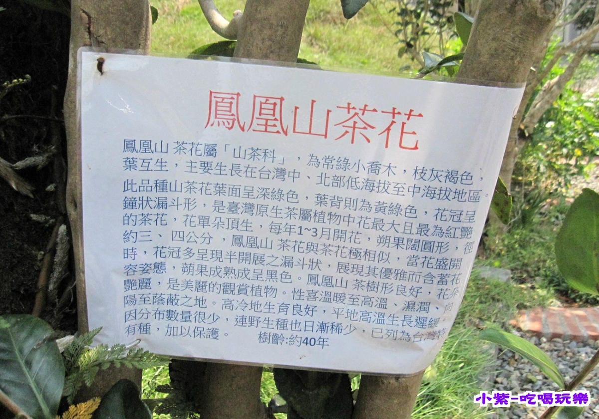 鳳凰山茶花.jpg