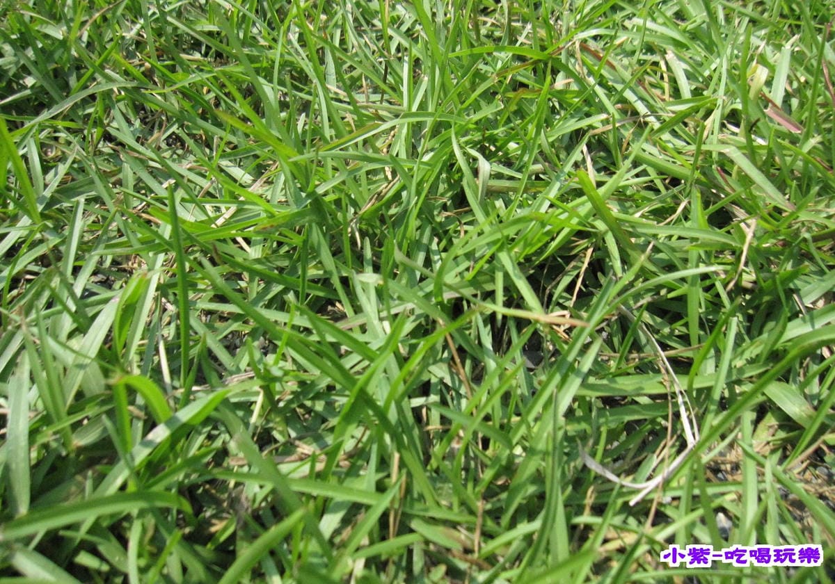 水鄉山岳草兒.jpg