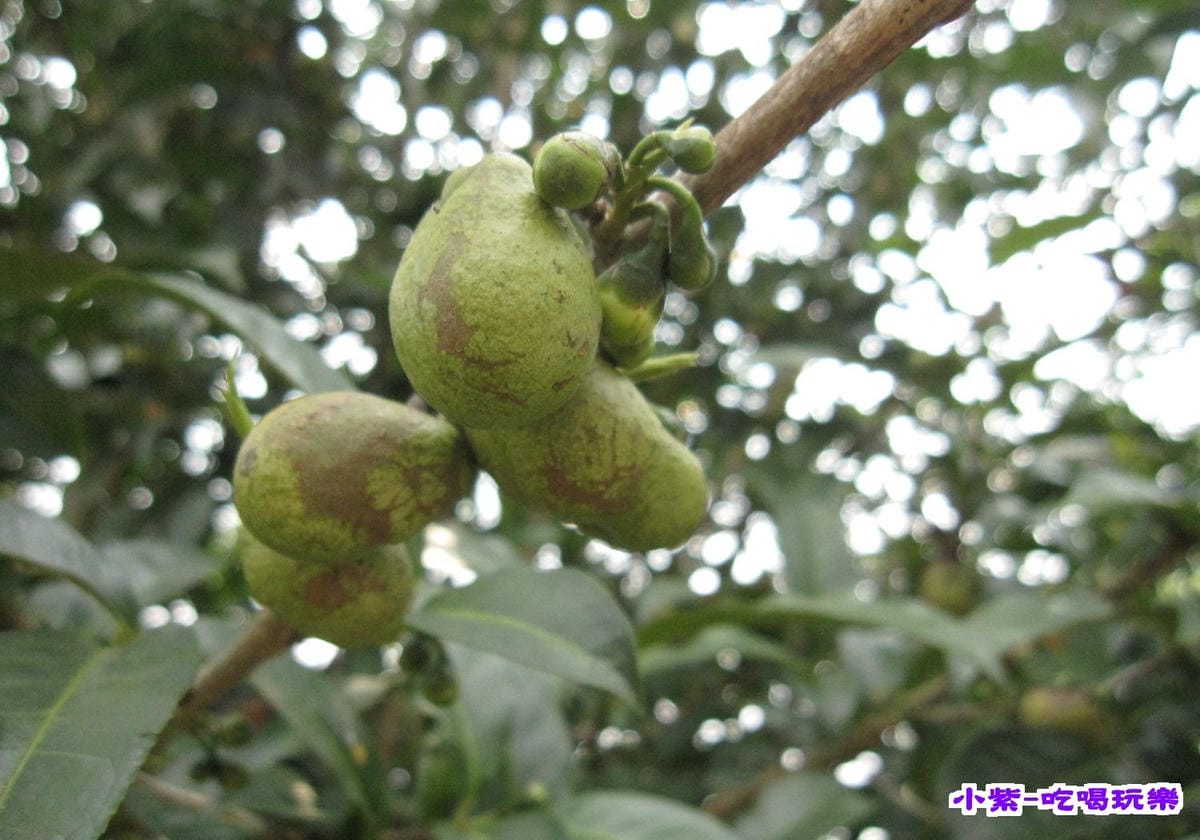 阿薩姆紅茶 (1).jpg