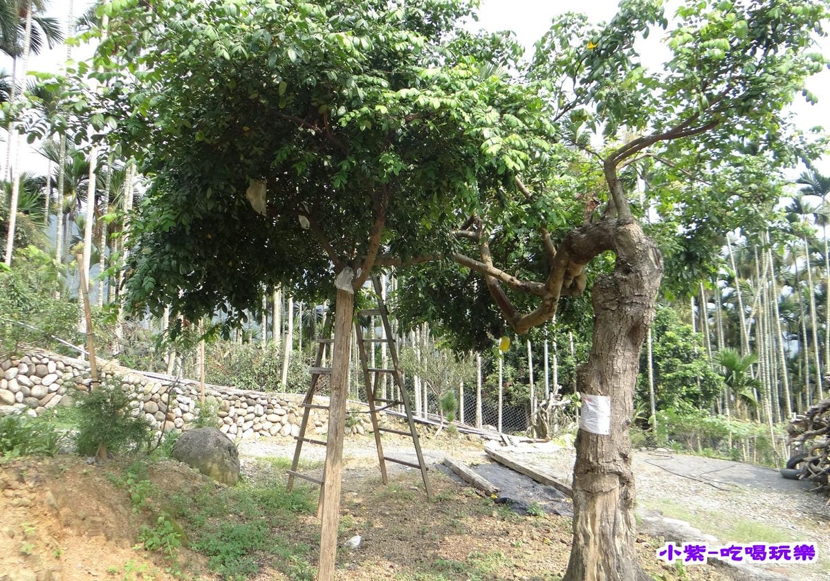 楊桃樹.jpg