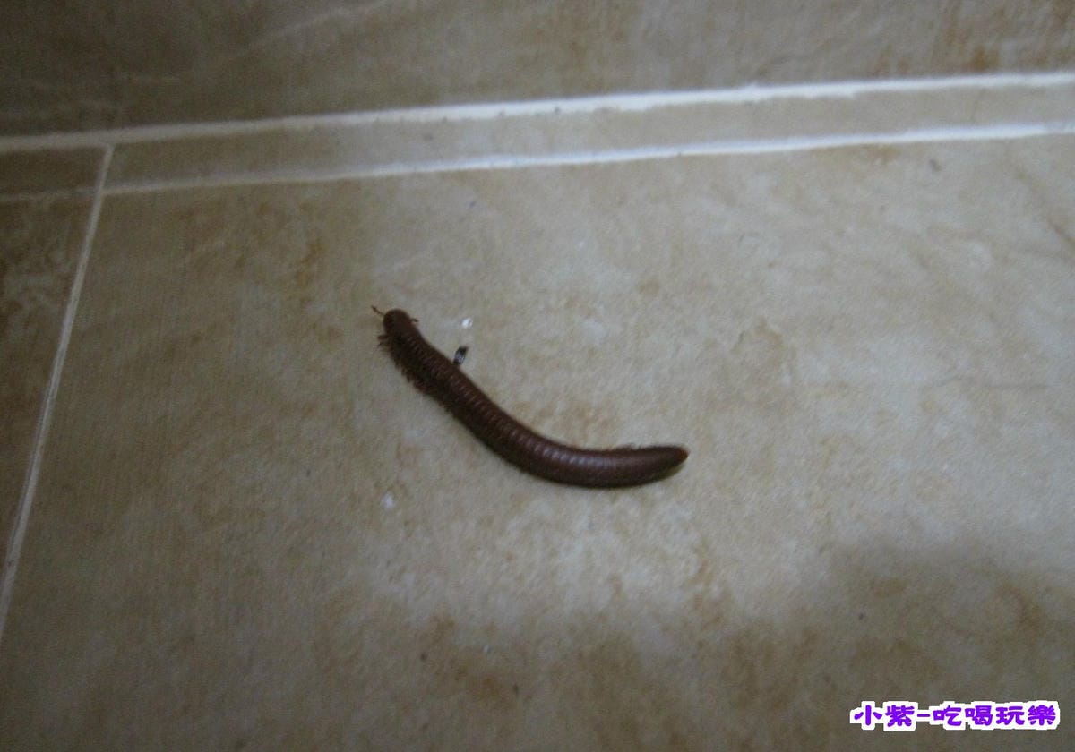 馬陸.jpg