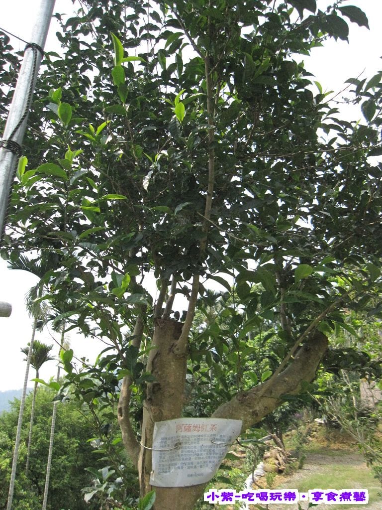 阿薩姆紅茶.jpg
