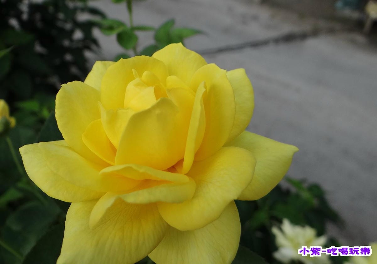 玫瑰 (1).jpg 玫瑰 (1).jpg