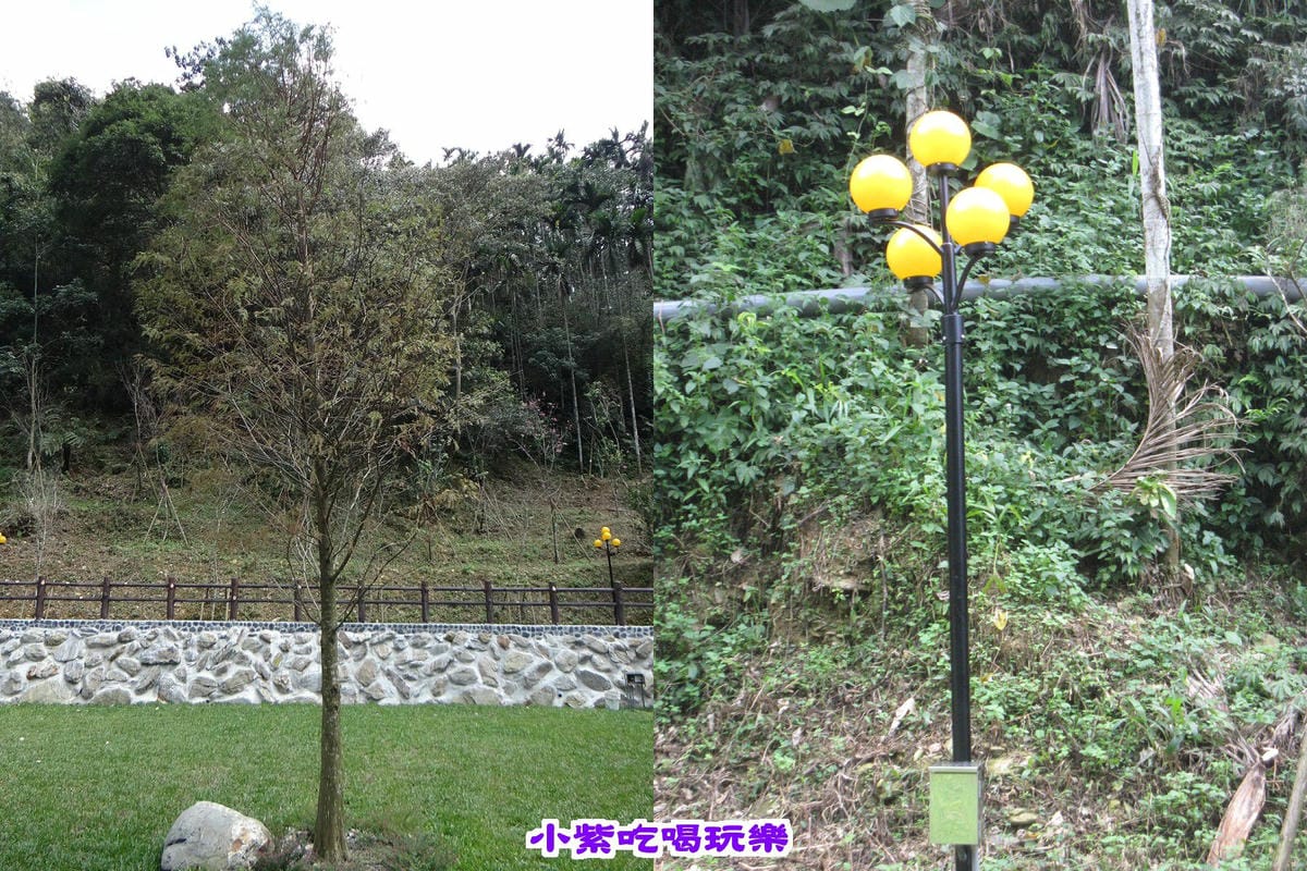 落羽松+夜燈.jpg 落羽松+夜燈.jpg