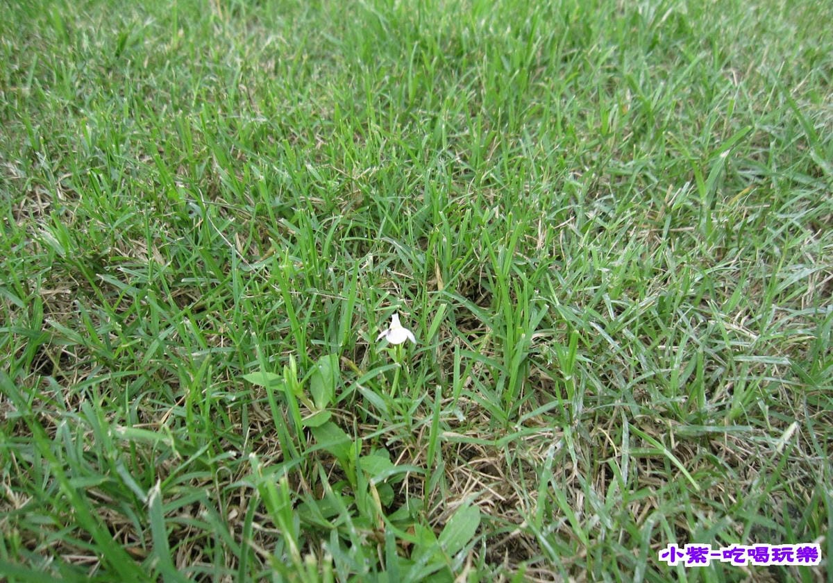 A區草兒.jpg A區草兒.jpg