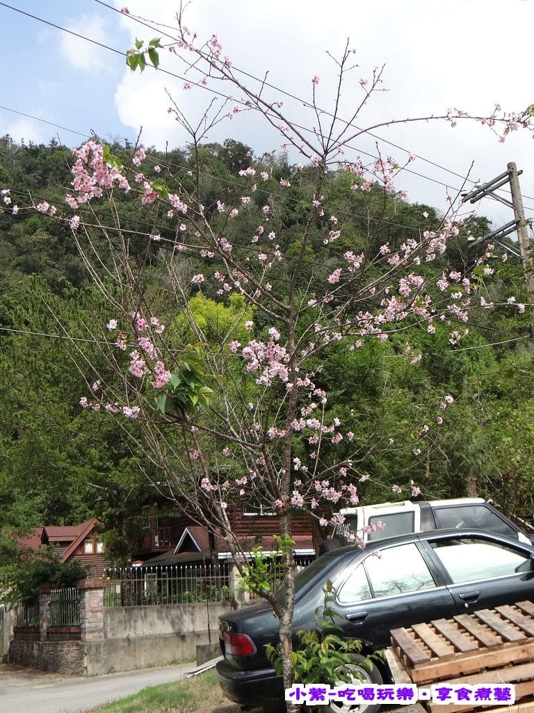卜路口櫻花樹.jpg 卜路口櫻花樹.jpg