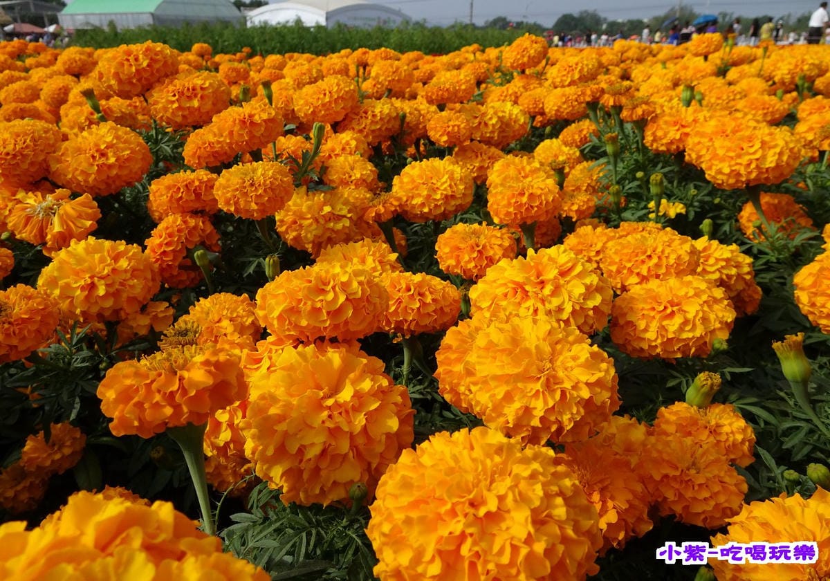DSC00478.jpg