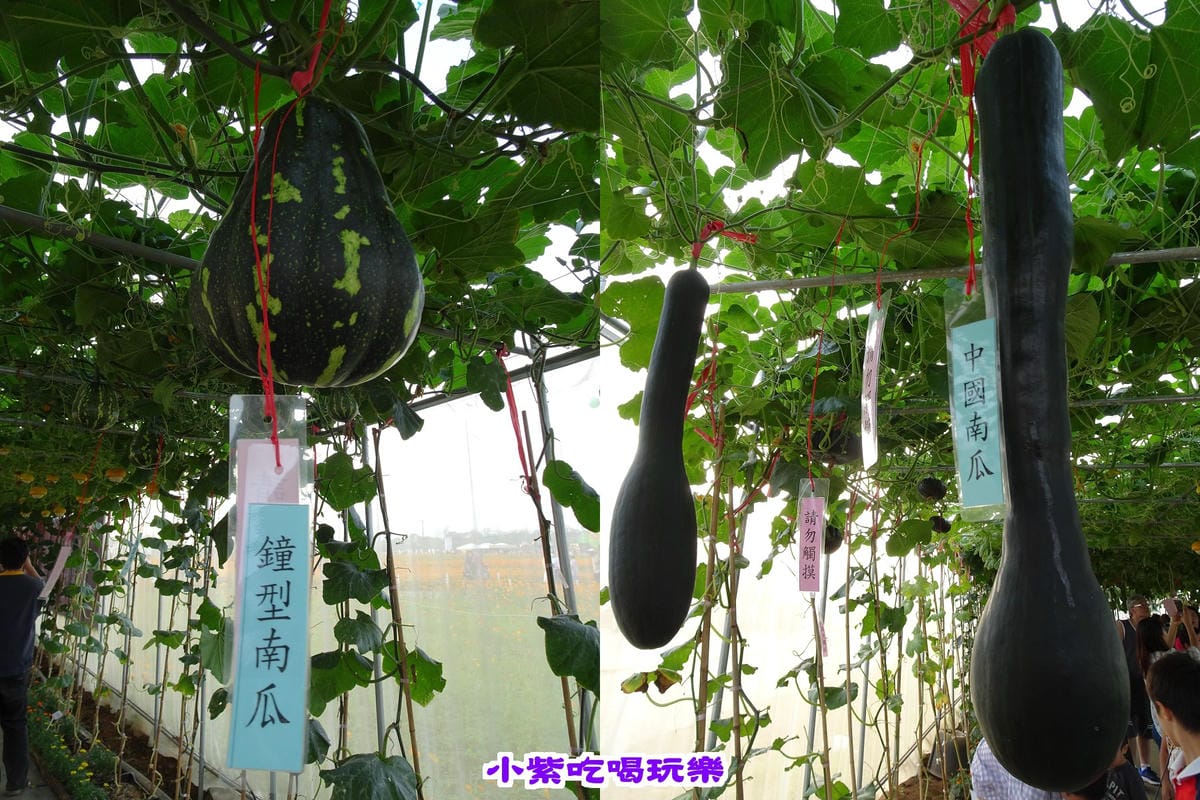 瓜果棚..jpg