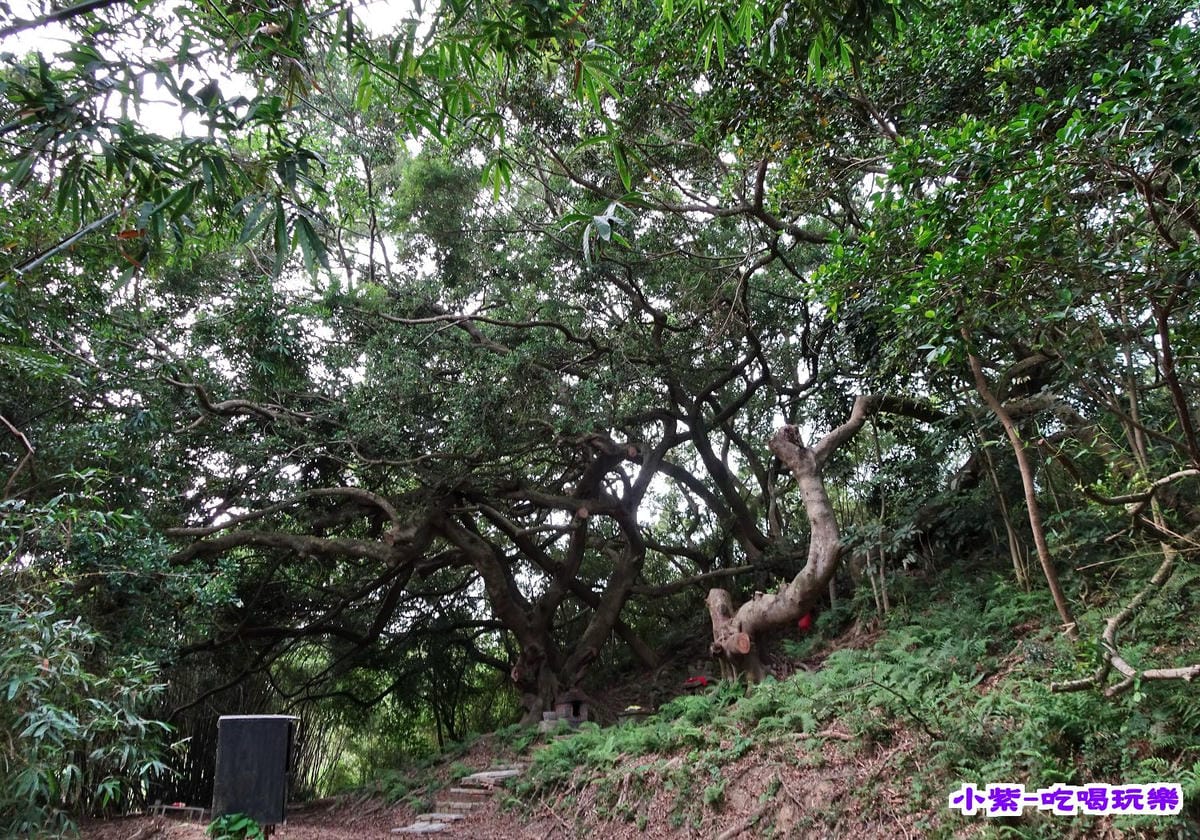 百年土地公 (1).jpg 百年土地公 (1).jpg