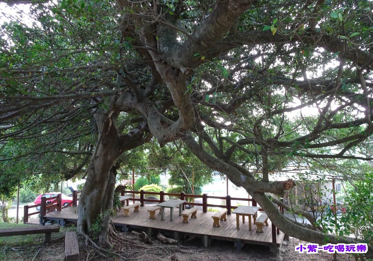 百年榕樹區 (1).jpg 百年榕樹區 (1).jpg
