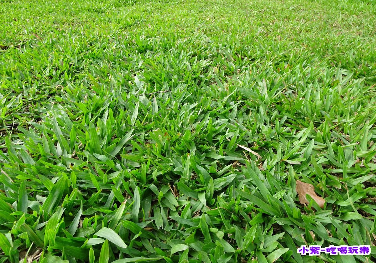 B區草兒.jpg B區草兒.jpg