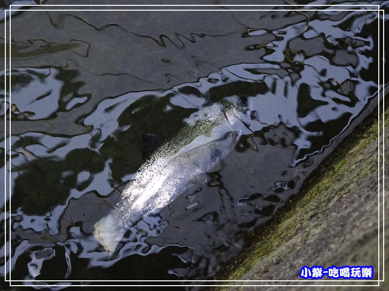 鴛鴦谷養殖農場 (1)P47.jpg