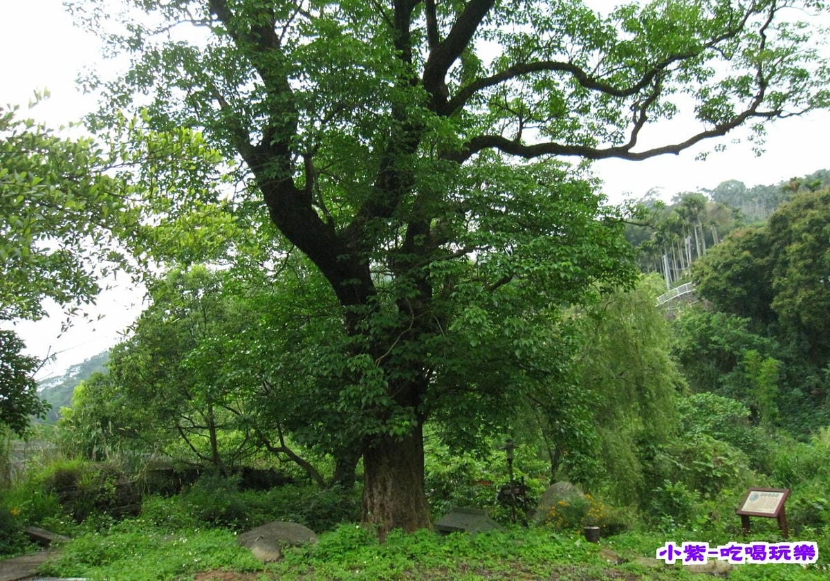 老茄冬伯公 (1).jpg 老茄冬伯公 (1).jpg