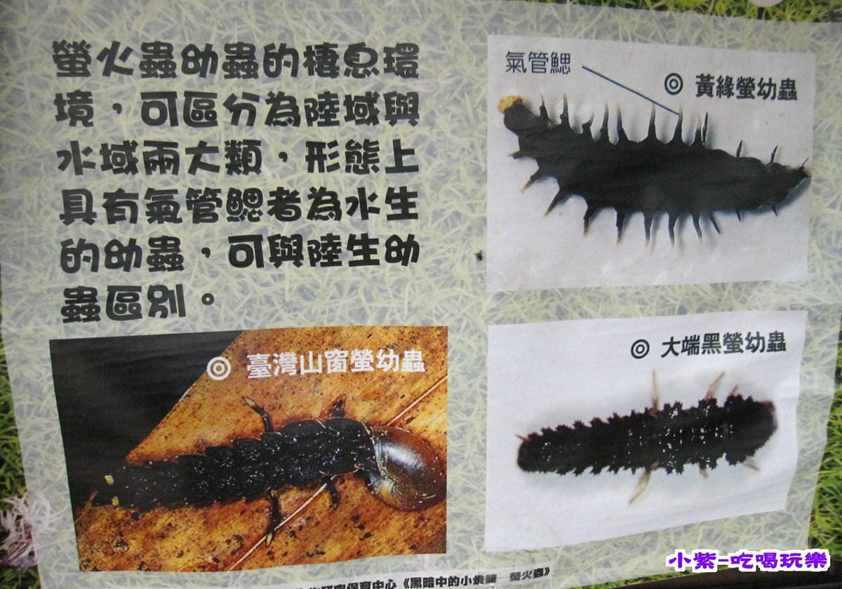 螢火蟲.jpg 螢火蟲.jpg