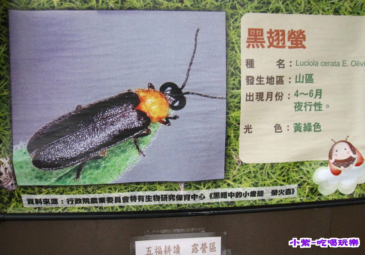 黑翅螢.jpg 黑翅螢.jpg