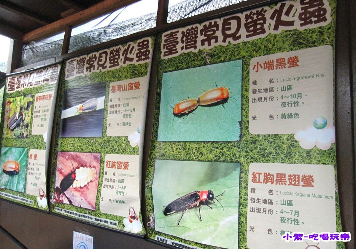 常見的螢火蟲.jpg 常見的螢火蟲.jpg