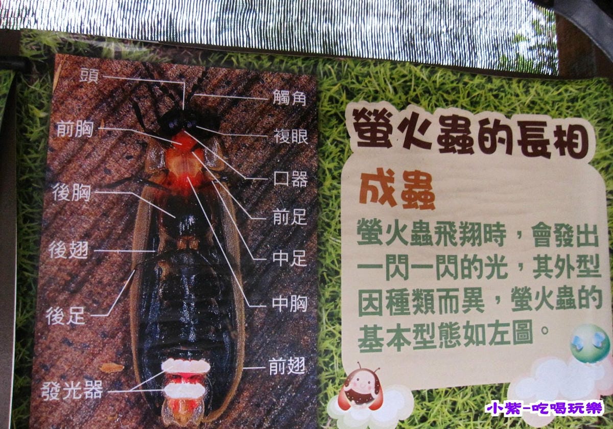 螢火蟲 (1).jpg 螢火蟲 (1).jpg