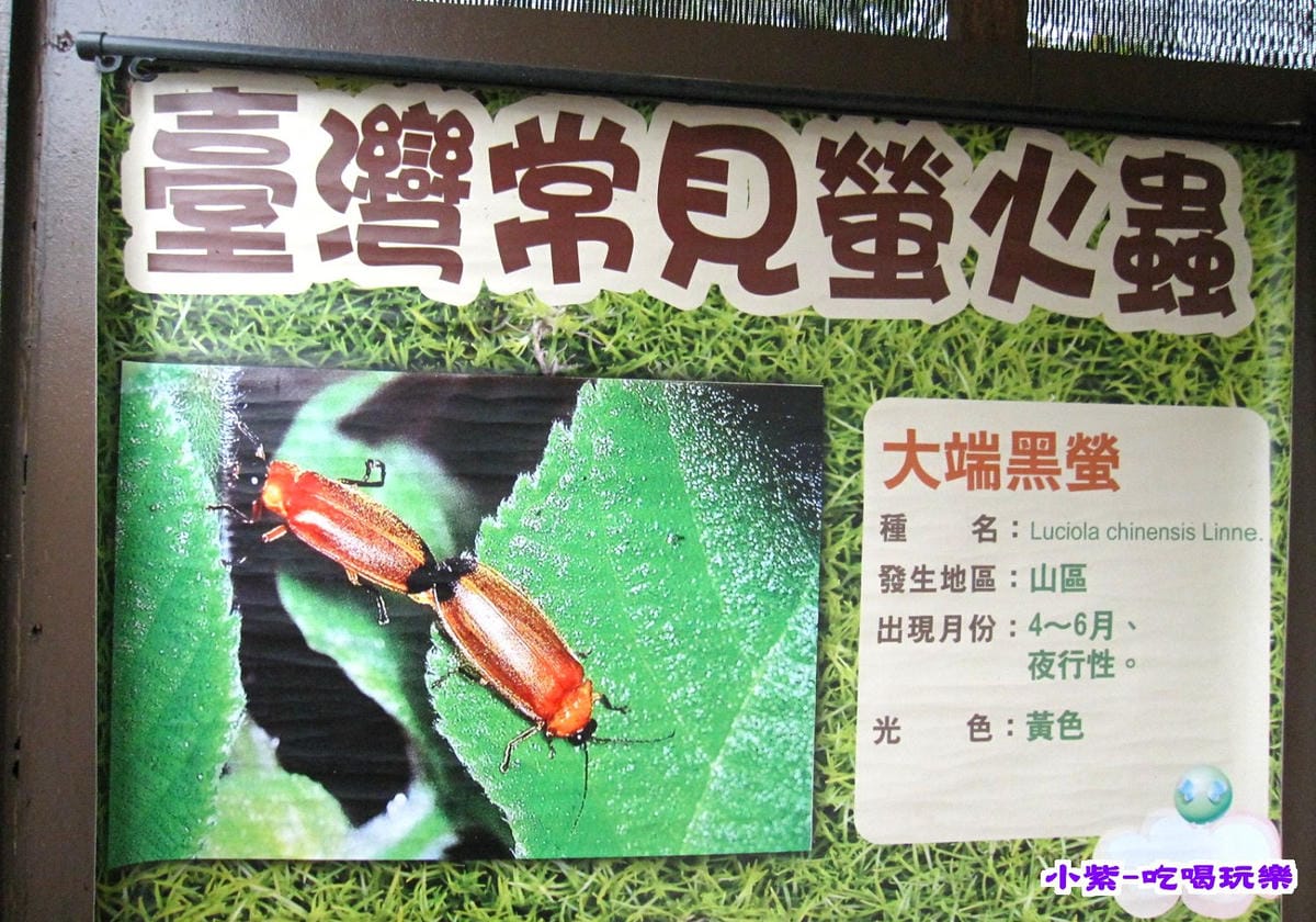 大端黑螢.jpg 大端黑螢.jpg