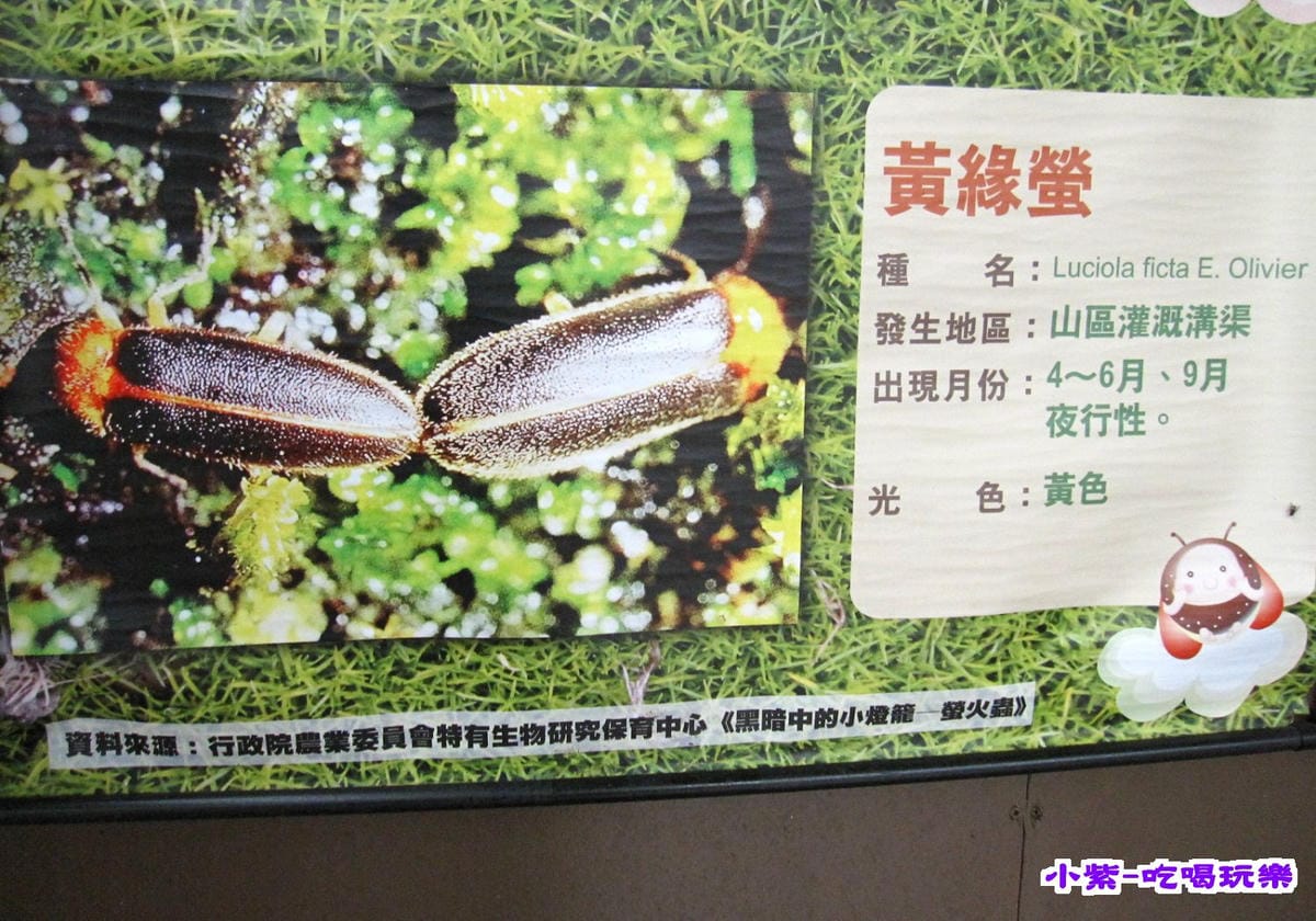 黃緣螢.jpg 黃緣螢.jpg