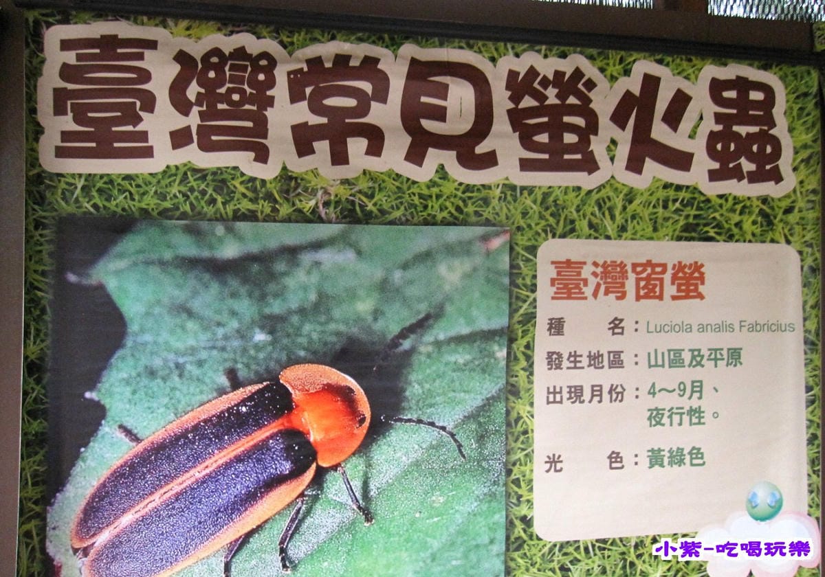台灣窗螢.jpg 台灣窗螢.jpg