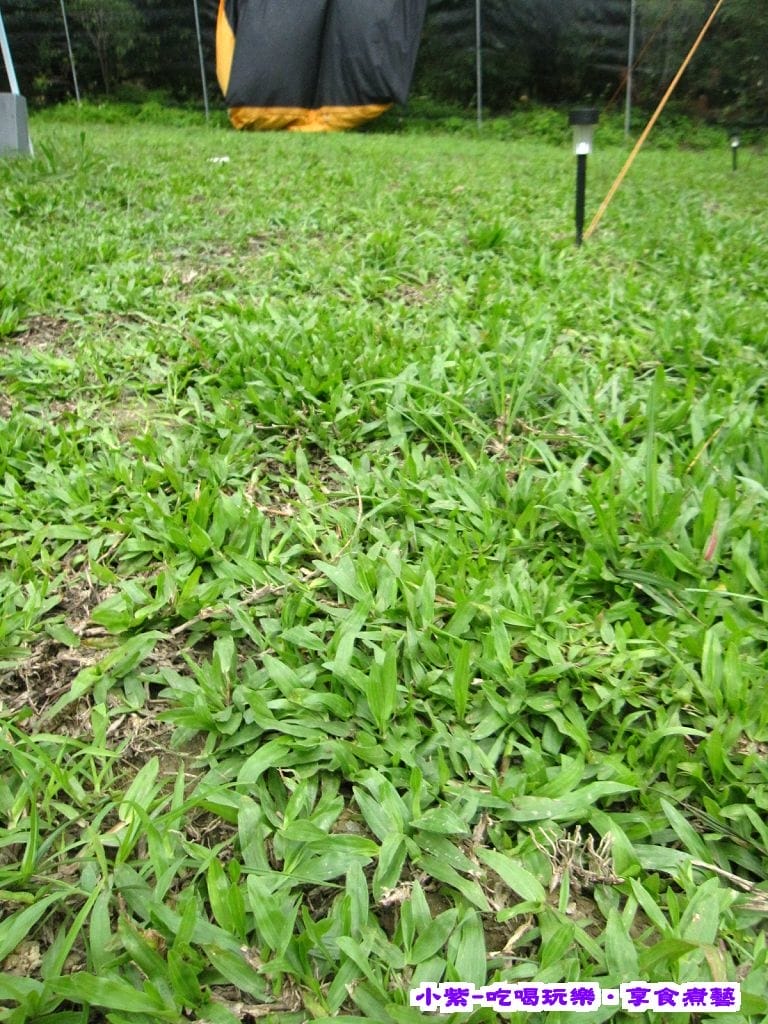 草皮2 (1).jpg 草皮2 (1).jpg