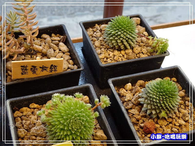 桃園假日農業創意市集 (5)41.jpg