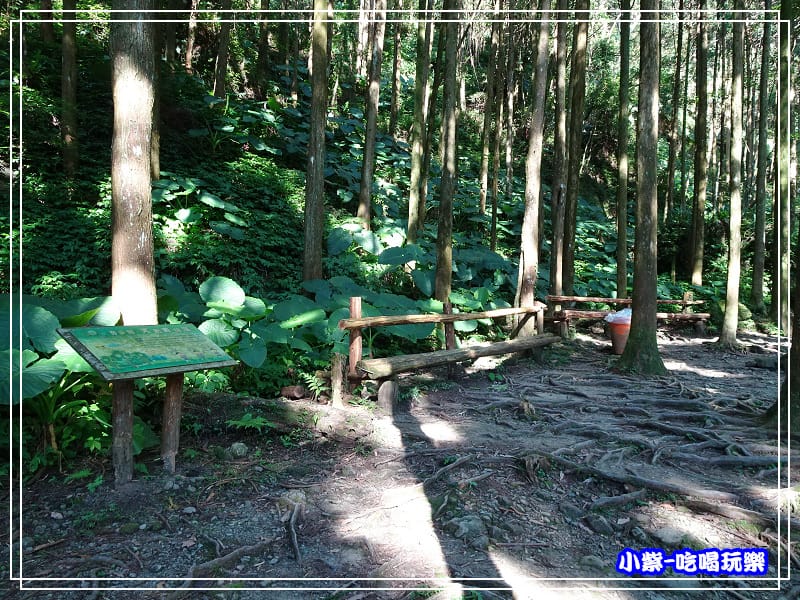 新竹-馬武督綠光森林 (27).jpg