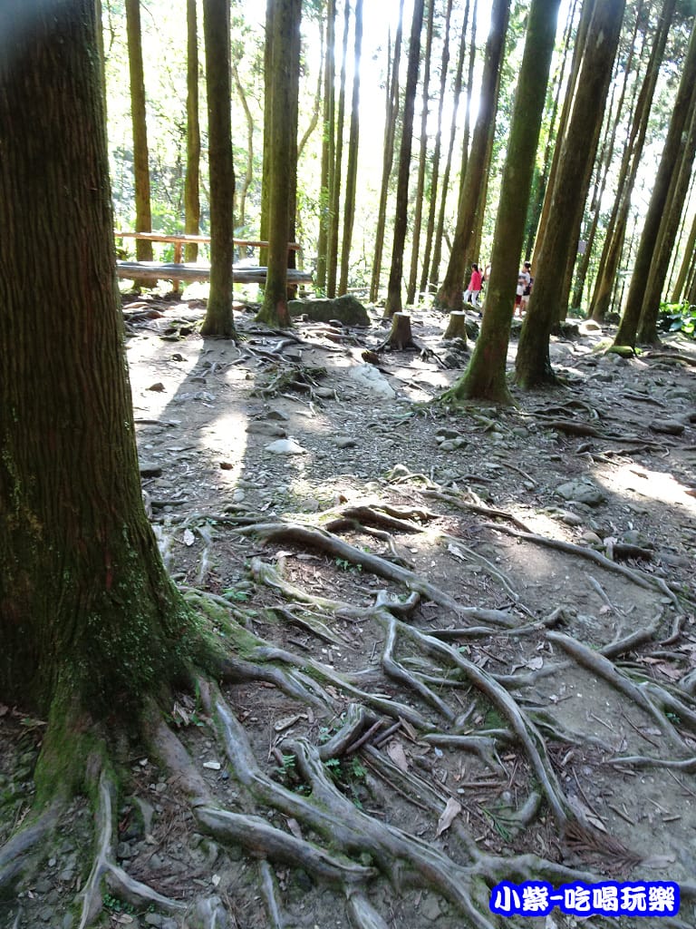 馬武督-綠光森林6.jpg