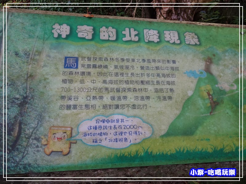 新竹-馬武督綠光森林 (34).jpg