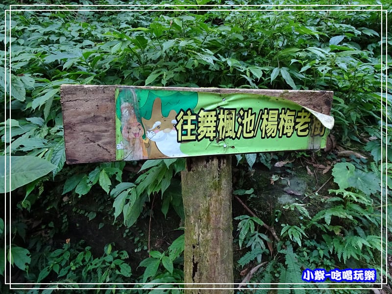 新竹-馬武督綠光森林 (36).jpg