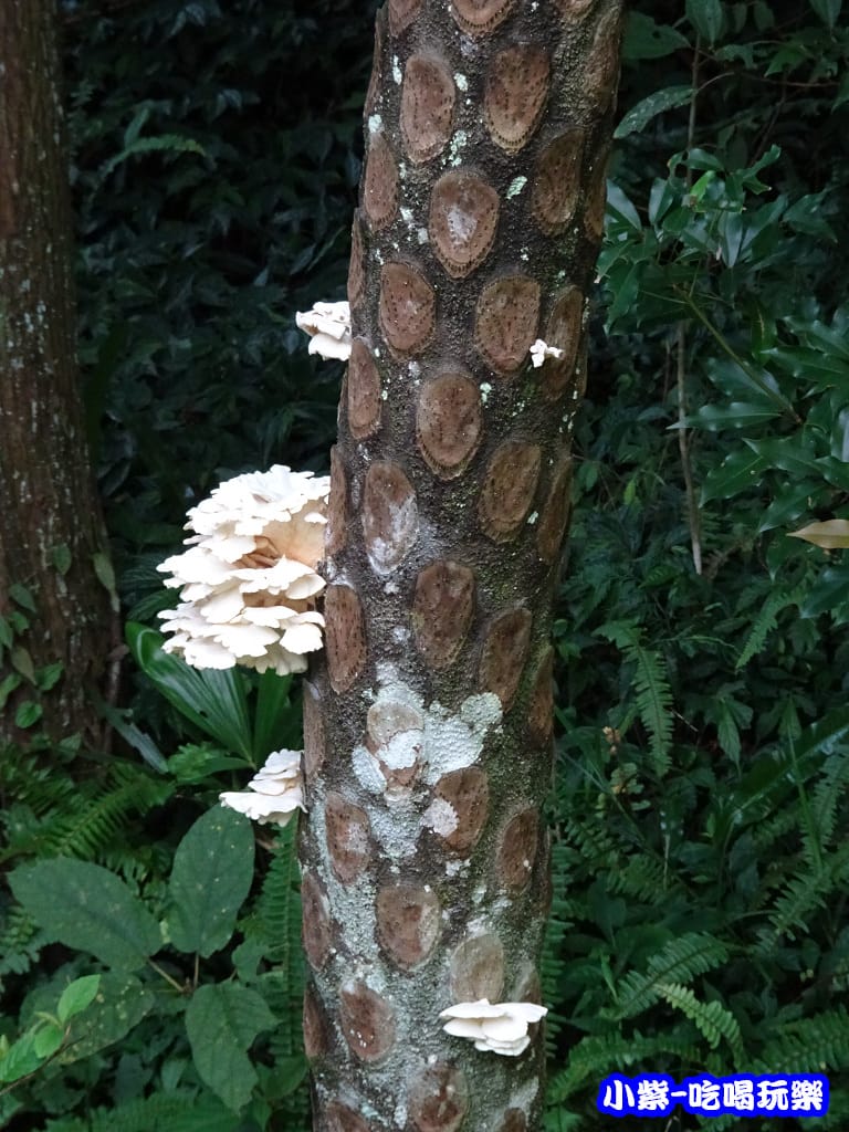 馬武督-綠光森林18.jpg