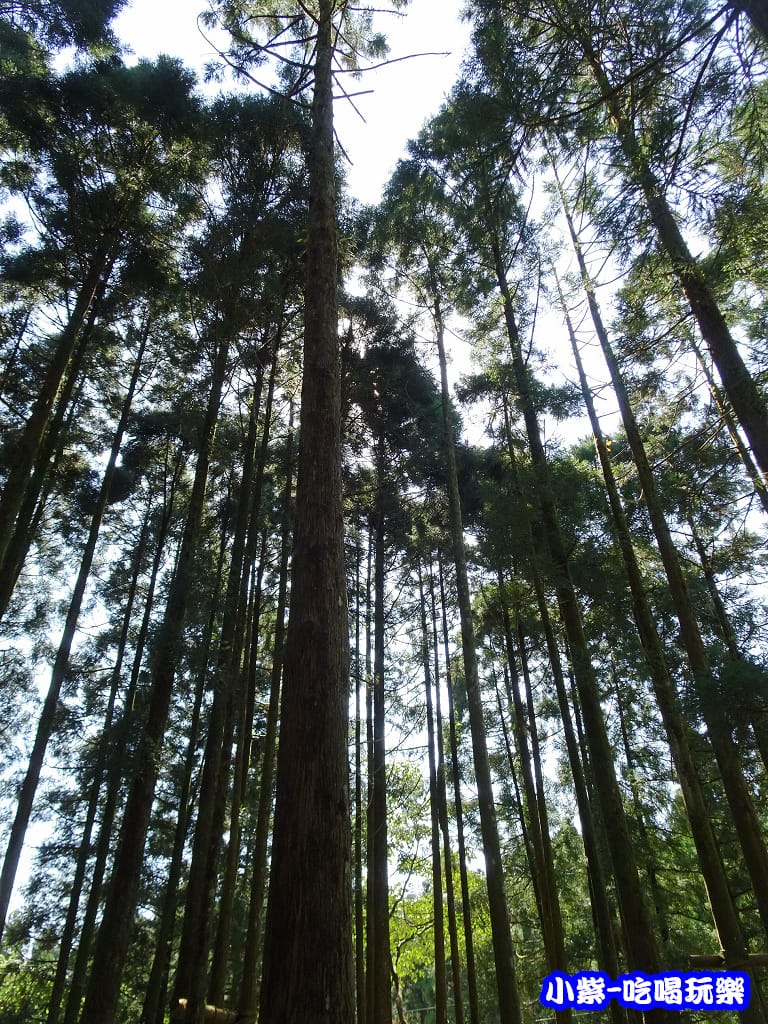 馬武督-綠光森林3.jpg