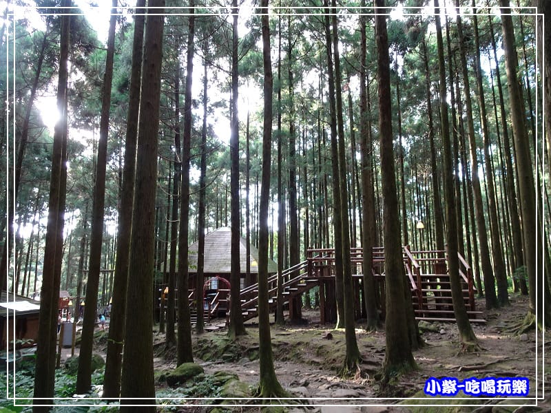 新竹-馬武督綠光森林 (42).jpg