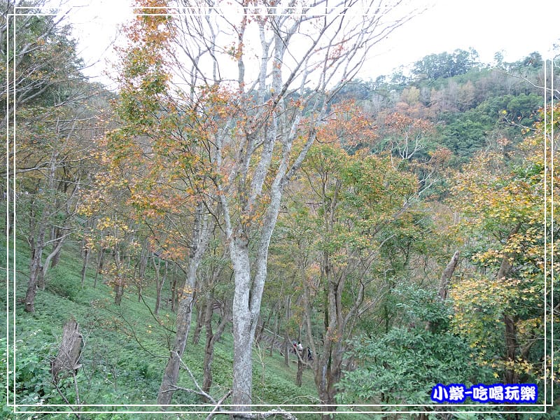 賞楓步道 (6)27.jpg