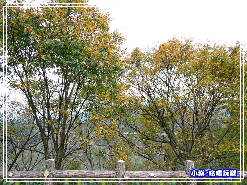 賞楓步道 (4)25.jpg