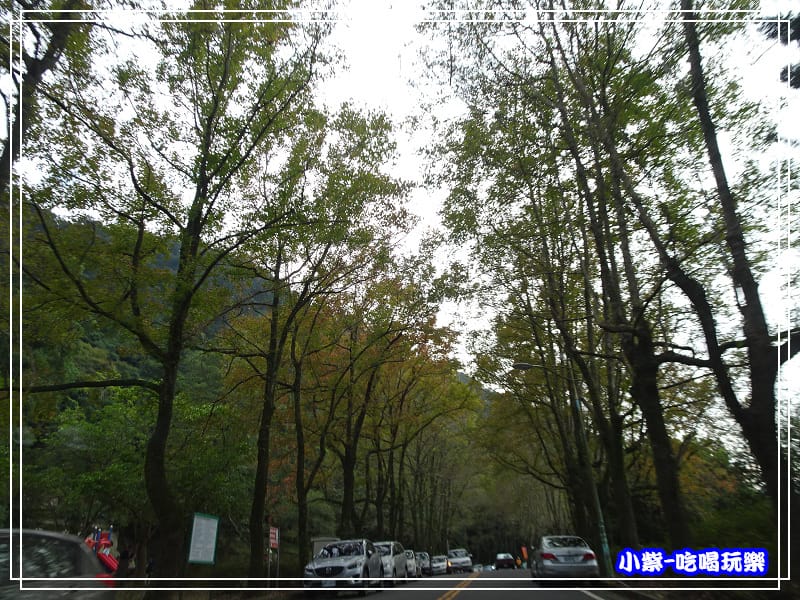 賞楓步道 (2)24.jpg