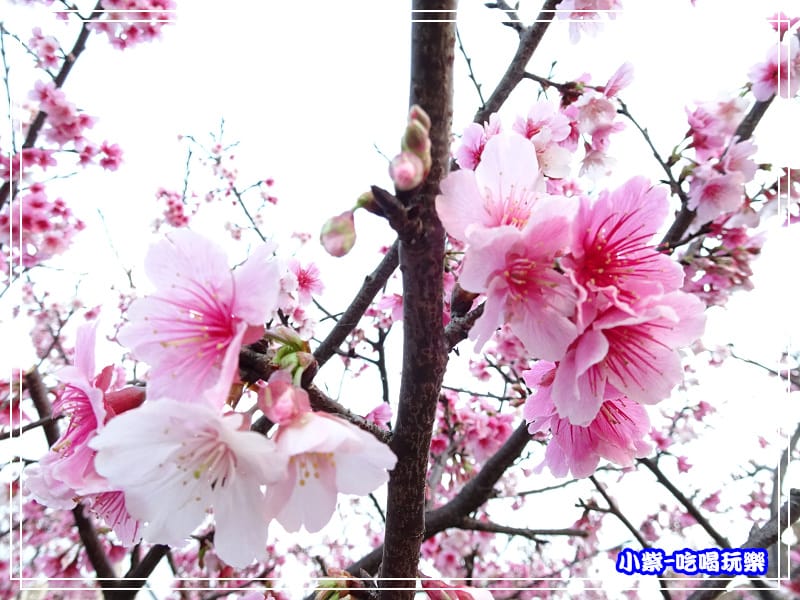 樂活公園 (25).jpg