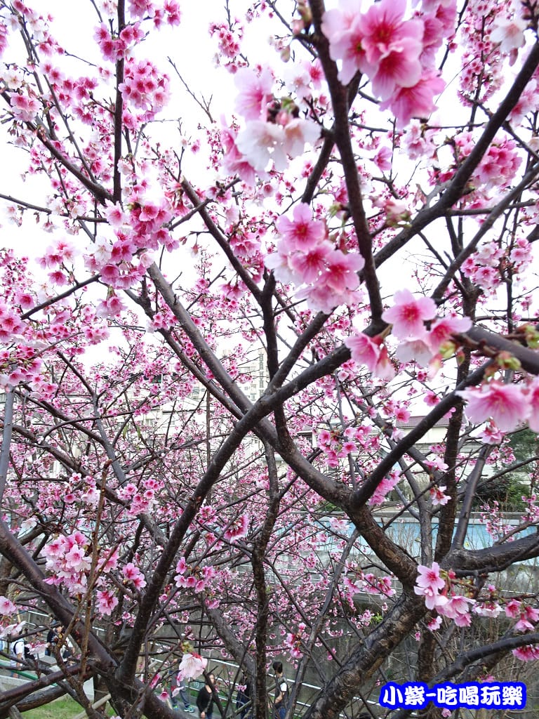 樂活公園 (7).jpg