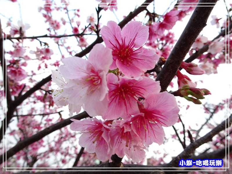 樂活公園 (26).jpg