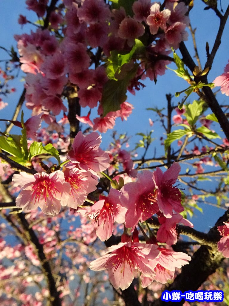 樂活公園 (4).jpg