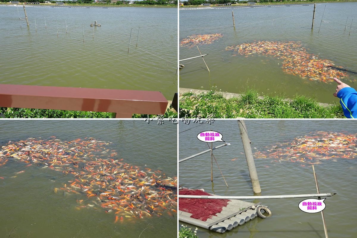 自動餵魚.jpg 自動餵魚.jpg