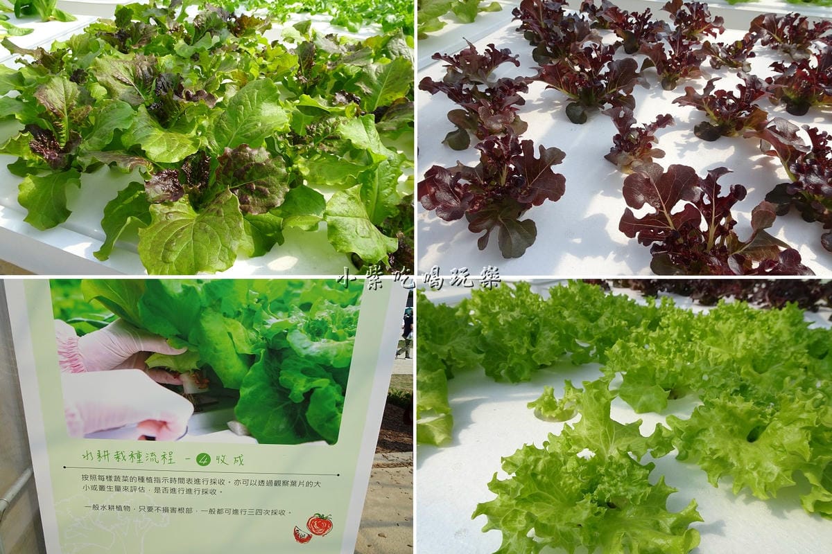 水耕蔬菜.jpg 水耕蔬菜.jpg