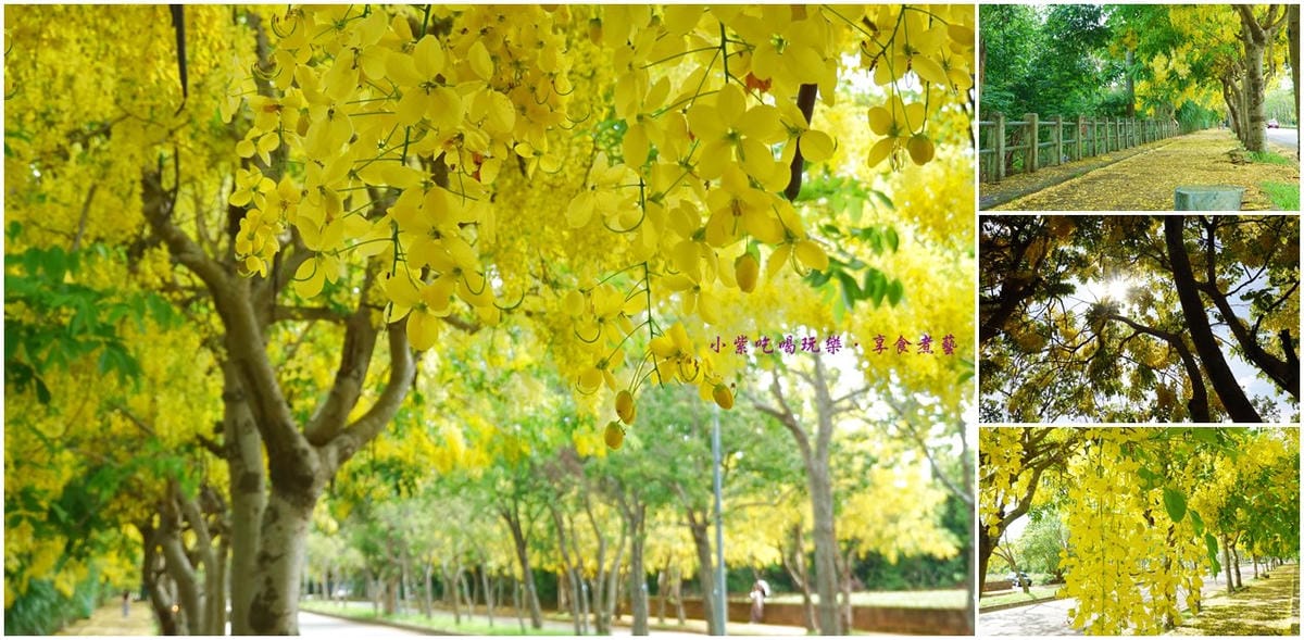 都會園路-往都會公園阿勃勒拼圖.jpg 都會園路-往都會公園阿勃勒拼圖.jpg