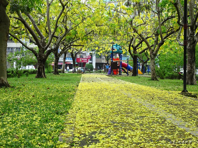 梅川東路一段-阿勃勒黃金雨9.jpg 梅川東路一段-阿勃勒黃金雨9.jpg