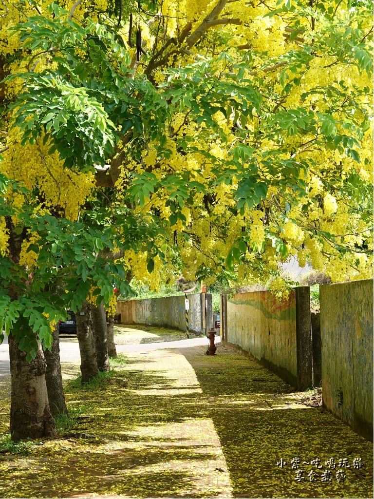 台中-都會園路-盛開阿勃勒34.jpg 台中-都會園路-盛開阿勃勒34.jpg